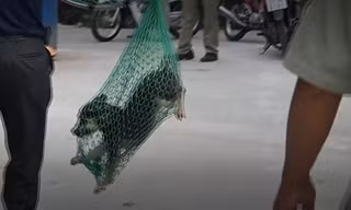 Clip bắt chó thả rông, chủ nuôi ở TPHCM phản ứng dữ dội