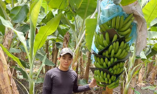 Hotboy nông dân Long An thu tiền tỷ khi trồng chuối già Nam Mỹ bán ra nước ngoài