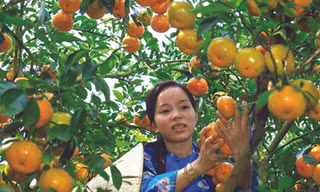 Quýt và bưởi Tết được giá