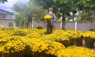 Đào, cúc rộn ràng xuống phố biển Nha Trang
