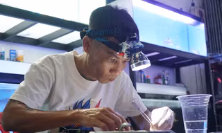 Độc lạ nghề cắt mí, sửa môi cho cá rồng ở Nha Trang