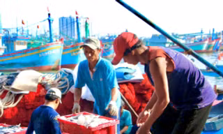 Truy xuất nguồn gốc thủy sản khai thác điện tử, cơ hội gỡ ‘thẻ vàng’ IUU