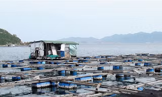 Bè cá của người Trung Quốc ngay cửa vịnh Cam Ranh Ảnh : Nguyễn Đình Quân