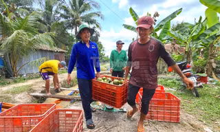 Giá cam sành bất ngờ vọt tăng sau chuỗi ngày 'lao dốc' chưa từng có