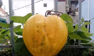 Dưa hấu có bản đồ Việt Nam