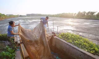 Mỗi dịp tháng 10 âm lịch, người nông dân sinh sống ven đê sông Thái Bình (huyện Tứ Kỳ, Hải Dương) lại mất ăn mất ngủ để thu lượm lộc trời. Lộc trời nức tiếng của vùng đất này là con rươi - sinh vật thân mềm được nhiều thực khách săn đón như một thứ đặc sả