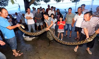 Con trăn tấn công ông Xie. (Nguồn: CCTV) 
