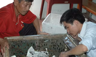 Nguyễn Thế Thắng (áo trắng) đang hướng dẫn cách nuôi dế cho nông dân huyện Cẩm Xuyên (Hà Tĩnh)