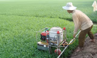 Khoảng 80% thuốc bảo vệ thực vật nông dân phun không đúng đối tượng, liều lượng. Ảnh: Phương Chăm