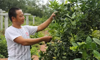 Anh Tập bên những cây chanh đào lúc lỉu quả