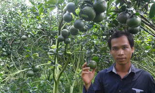 Anh Lộc bên vườn cam trĩu quả của mình. ẢNH: HÒA HỘI
