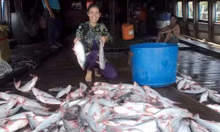 Nụ cười của người bán cá tra. Ảnh: Sáu Nghệ