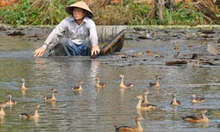Ông Lê Văn Lắm người đưa le le về nuôi ngay giữa TP Rạch Giá