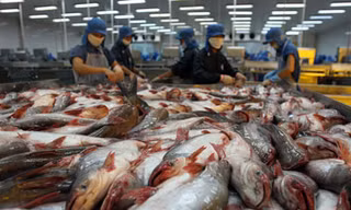Nâng cao giá trị cho cá tra Việt