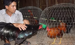 Chăm sóc gà nòi ở Chợ Lách. ẢNH: NGỌC HUYỀN