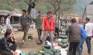 Dưa hấu thải loại, đổ đâu?