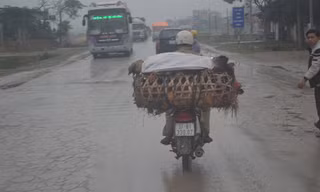 Chiếc xe máy chở khoảng 100 con gà đang lưu thông trên quốc lộ 1A từ Thanh Hóa vào Nghệ An