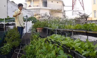 Nhiều kỹ sư nông nghiệp chọn nghề chăm sóc rau tại nhà. Ảnh: Trà Giang