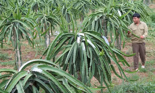 Trang trại thanh long xanh um, bạt ngàn của ông Ba Phước