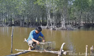Nuôi tôm trồng rừng. Ảnh: Ngọc Huyền