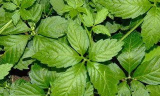 Cây Giảo Cổ Lam