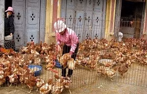 Các địa phương cần tăng cường kiểm dịch tại các chợ dân sinh. Ảnh: VGP