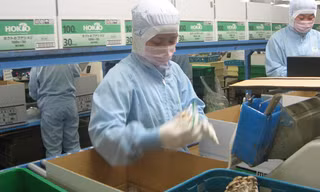 Lao động Việt Nam làm việc một nhà máy ở Kagawa-Hokto, Nhật Bản. Ảnh: Phạm Dũng