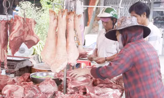 Giá lợn leo thang, việc tái đàn gặp nhiều khó khăn