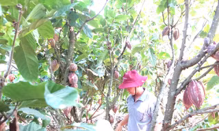 'Đột nhập' vườn ca cao trĩu quả đang vào vụ thu hoạch