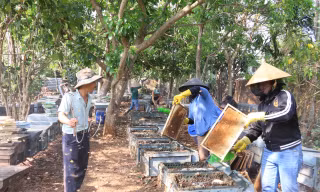 Tận thấy quy trình ‘ru ong ngủ’ để thu mật