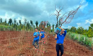  Làm giàu từ bán hoa đào 