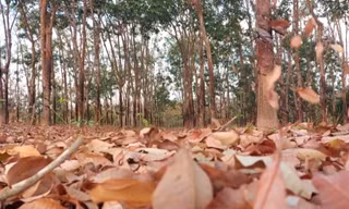 Cao su mùa thay lá 