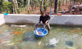 Nuôi cá 'quý tộc', chàng trai vùng sâu thu nhập cả tỉ đồng mỗi năm