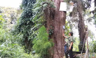 Kỳ lạ hàng trăm cây quý hiếm phải canh giữ ngày đêm ở Việt Nam