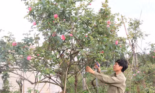 Từ vườn hồng tặng mẹ, chàng trai có doanh thu nhiều người mơ ước