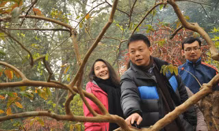 Cá thần, cây ổi cười hút du khách đầu năm