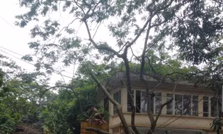 Hiện trường vụ chặt cây sưa. Ảnh: Hoài Thu