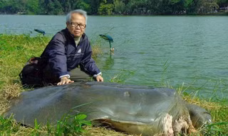 Tiêu bản cụ rùa Hồ Gươm ra mắt người dân Thủ đô
