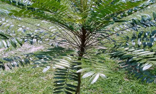 Tưởng cây dại hóa loài dược liệu quý