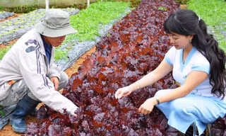 Kỹ sư hướng dẫn PV Tiền Phong (phải) thăm vườn rau