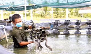 Loại cá ăn bổ như 'nhân sâm nước' nuôi kiểu công nghệ cao, nông dân Tây Ninh lãi lớn