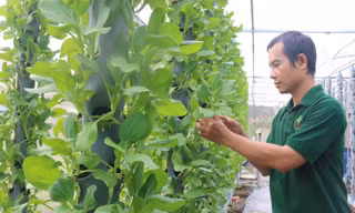 Trồng rau khí canh kiểu gì mà anh dân Long An làm vườn đẹp như phim, bán đắt hàng?