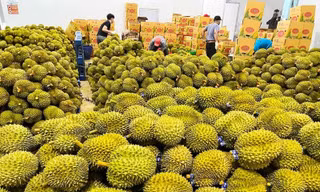 Sầu riêng thành trái cây tỷ USD và 'vị đắng' cho doanh nghiệp xuất khẩu