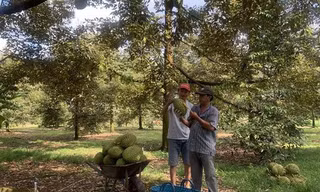 Thương lái đang đổ về các vườn trồng 'cây tiền tỷ' ở Đồng Nai, nông dân lãi lớn