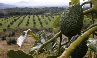 Trang trại trồng bơ có thể gây động đất ở Mexico