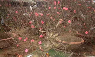 110 triệu ... thuê đào chơi Tết