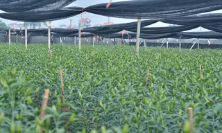 Ghi nhận của PV, ngày 9/2 (tức 24 tháng Chạp) nhiều vườn hoa ly ở Tây Tựu có nụ rất bé có khả năng nở muộn dịp Tết.