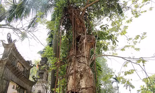 Nhiều người dân làng Phụ Chính lo lắng một thời gian nữa thân cây sẽ mục nát thành khúc củi và không con giá trị.