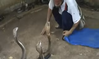 Tay không vào chuồng rắn hổ mang như chuồng gà
