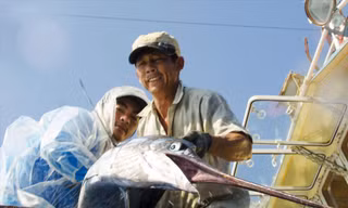 Chiếc mỏ nhọn hoắt của một con cá kiếm nặng 50 kg Ảnh: Văn Chương 